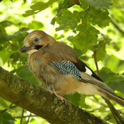 Eurasian Jay