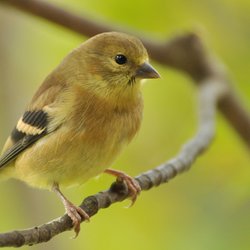 Siskin