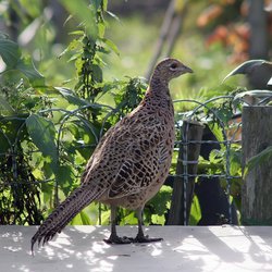 Pheasant
