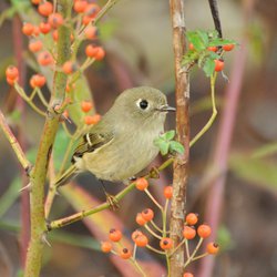 Goldcrest