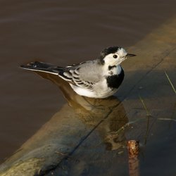 White Wagtail