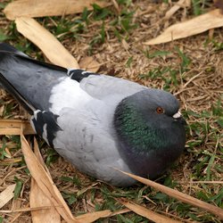 Feral Pigeon