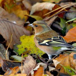 Chaffinch