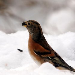 Brambling
