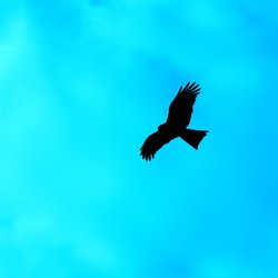 Red Kite