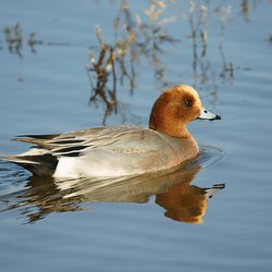 Wigeon