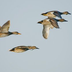 Gadwall