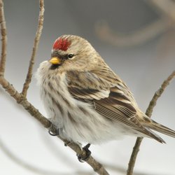 Redpoll