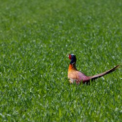 Pheasant