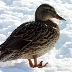 Mallard