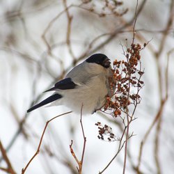 Bullfinch