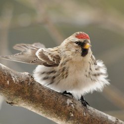 Redpoll