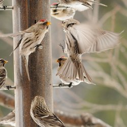 Redpoll