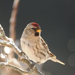 Redpoll