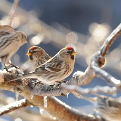 Redpoll