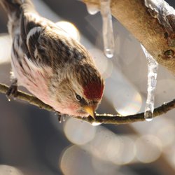 Redpoll