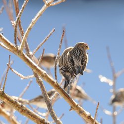 Redpoll