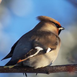 Bohemian Waxwing