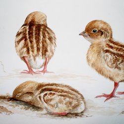 Red-legged partridge