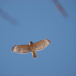 Buzzard