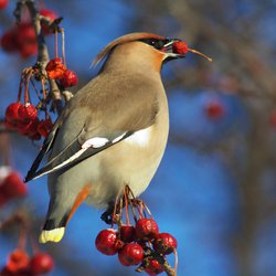 Bohemian Waxwing