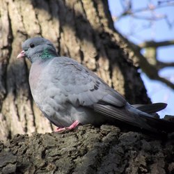 Stock Dove