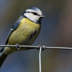 Blue Tit