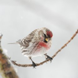 Redpoll