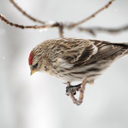 Redpoll