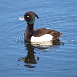 Tufted Duck