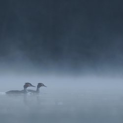 Great Crested Grebe