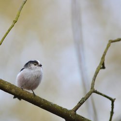 Long-tailed Tit