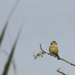 Blue Tit