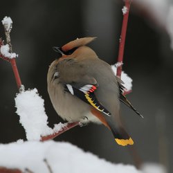 Bohemian Waxwing