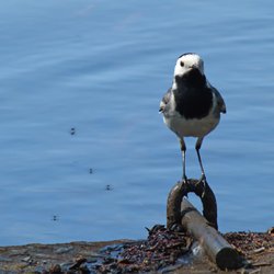 White Wagtail