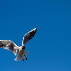 Black-headed Gull