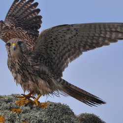 Kestrel