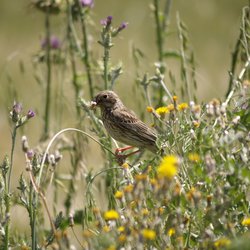 Corn Bunting