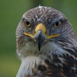 Buzzard