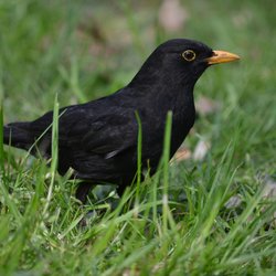 Blackbird