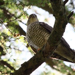 Sparrowhawk