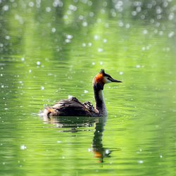 Great Crested Grebe
