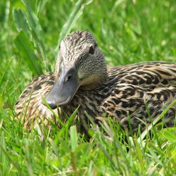 Mallard