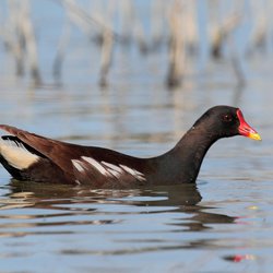 Moorhen