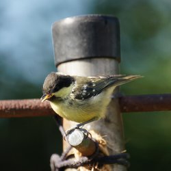 Coal Tit