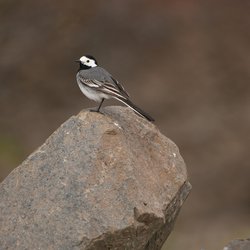 White Wagtail