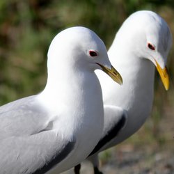 Common Gull