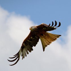 Red Kite