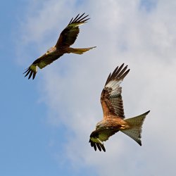 Red Kite