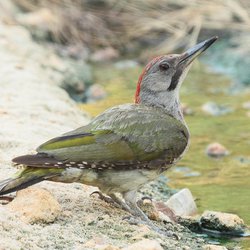 Green Woodpecker